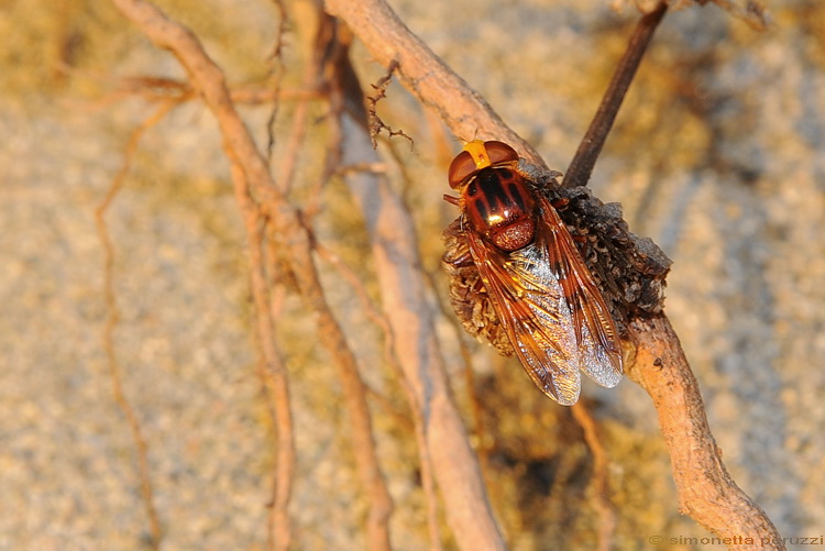 Volucella zonaria